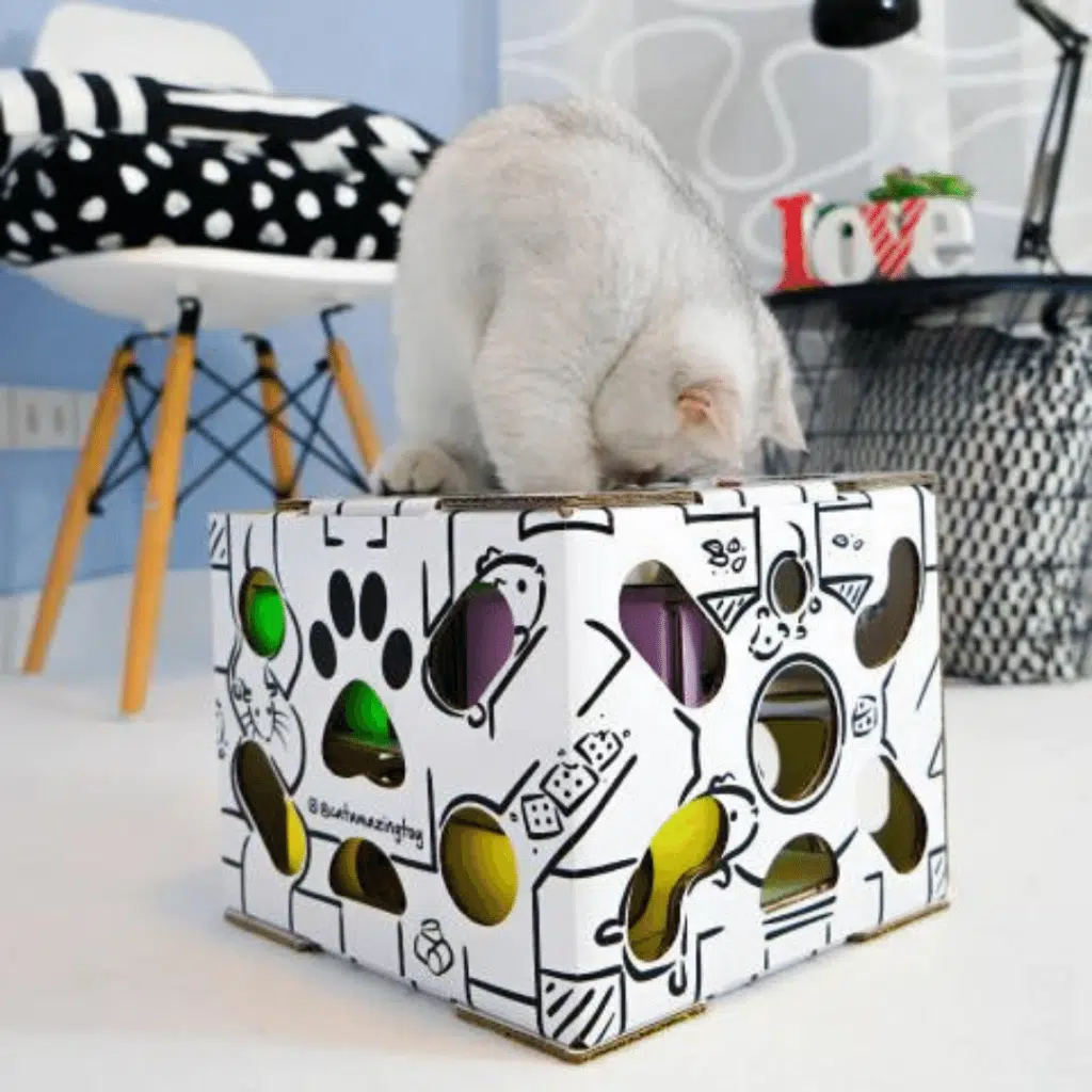 Cat plays with Cat Amazing box
